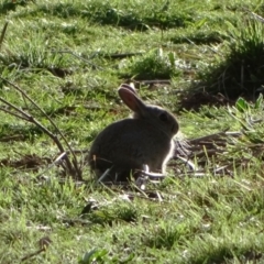 Oryctolagus cuniculus (European Rabbit) at Jerrabomberra, ACT - 18 Sep 2022 by Mike