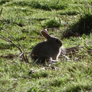 Oryctolagus cuniculus at Jerrabomberra, ACT - 18 Sep 2022 05:09 PM