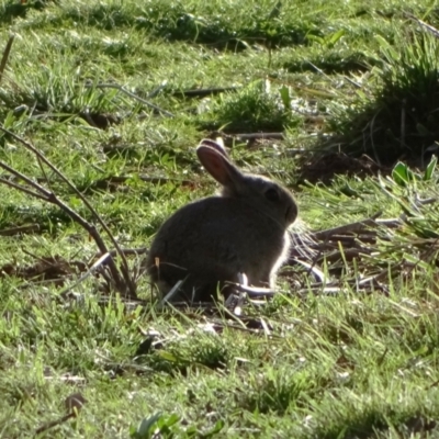 Oryctolagus cuniculus (European Rabbit) at Jerrabomberra, ACT - 18 Sep 2022 by Mike
