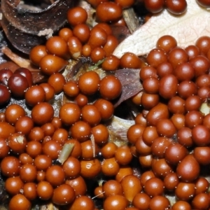 Leocarpus fragilis at Evatt, ACT - 9 Sep 2022