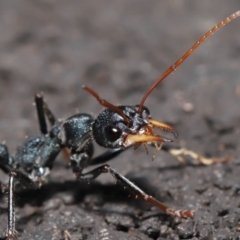 Myrmecia tarsata (Bull ant or Bulldog ant) at Tidbinbilla Nature Reserve - 18 Aug 2022 by TimL