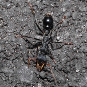 Myrmecia tarsata at Paddys River, ACT - 18 Aug 2022 12:54 PM