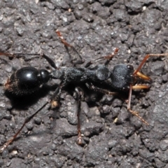 Myrmecia tarsata at Paddys River, ACT - 18 Aug 2022