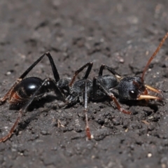 Myrmecia tarsata at Paddys River, ACT - 18 Aug 2022 12:54 PM