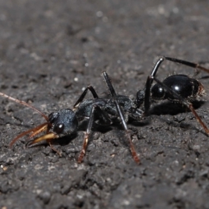 Myrmecia tarsata at Paddys River, ACT - 18 Aug 2022