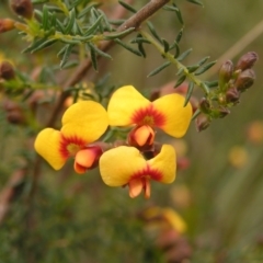 Dillwynia phylicoides (A Parrot-pea) at Aranda Bushland - 18 Sep 2022 by MatthewFrawley