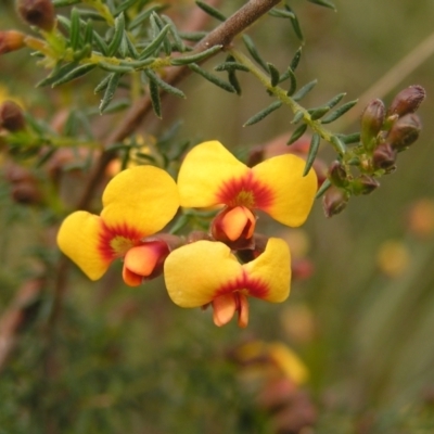 Dillwynia phylicoides (A Parrot-pea) at Molonglo Valley, ACT - 18 Sep 2022 by MatthewFrawley