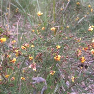 Dillwynia phylicoides at Molonglo Valley, ACT - 18 Sep 2022