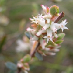 Brachyloma daphnoides (Daphne Heath) at Aranda, ACT - 18 Sep 2022 by MatthewFrawley