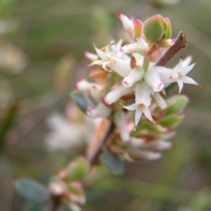 Brachyloma daphnoides at Aranda, ACT - 18 Sep 2022