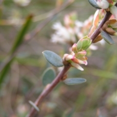 Brachyloma daphnoides at Aranda, ACT - 18 Sep 2022