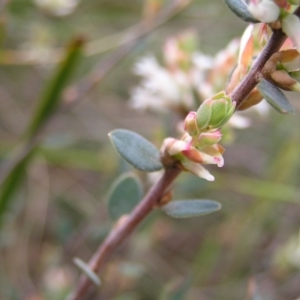 Brachyloma daphnoides at Aranda, ACT - 18 Sep 2022