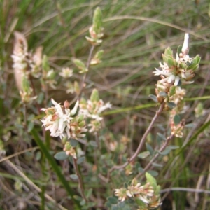 Brachyloma daphnoides at Aranda, ACT - 18 Sep 2022