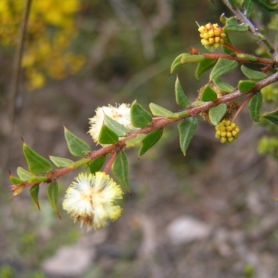 Acacia gunnii (Ploughshare Wattle) at Point 4152 - 18 Sep 2022 by MatthewFrawley
