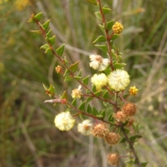 Acacia gunnii at Aranda, ACT - 18 Sep 2022
