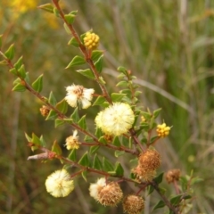 Acacia gunnii at Aranda, ACT - 18 Sep 2022 01:23 PM