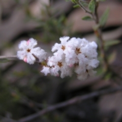 Leucopogon virgatus (Common Beard-heath) at Aranda Bushland - 18 Sep 2022 by MatthewFrawley