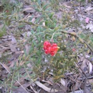 Grevillea alpina at Aranda, ACT - 18 Sep 2022