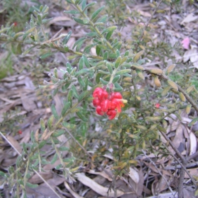 Grevillea alpina (Mountain Grevillea / Cat's Claws Grevillea) at Aranda Bushland - 18 Sep 2022 by MatthewFrawley