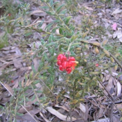 Grevillea alpina (Mountain Grevillea / Cat's Claws Grevillea) at Aranda, ACT - 18 Sep 2022 by MatthewFrawley