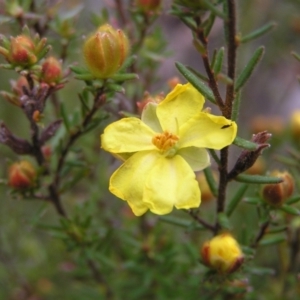 Hibbertia calycina at Aranda, ACT - 18 Sep 2022