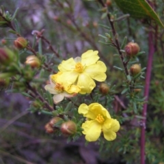 Hibbertia calycina at Aranda, ACT - 18 Sep 2022