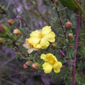 Hibbertia calycina at Aranda, ACT - 18 Sep 2022