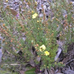 Hibbertia calycina at Aranda, ACT - 18 Sep 2022