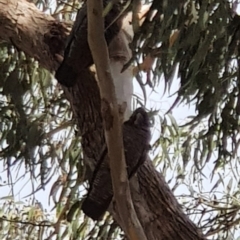 Callocephalon fimbriatum (Gang-gang Cockatoo) at Corrowong, NSW - 18 Sep 2022 by BlackFlat