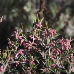 Lissanthe strigosa subsp. subulata (Peach Heath) at Crace, ACT - 27 Aug 2022 by MichaelBedingfield