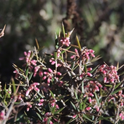 Lissanthe strigosa subsp. subulata (Peach Heath) at Gungaderra Grasslands - 27 Aug 2022 by michaelb