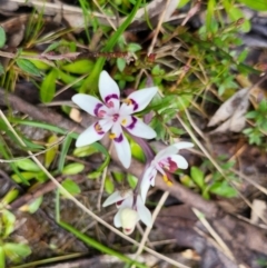 Wurmbea dioica subsp. dioica (Early Nancy) at Bywong, NSW - 19 Sep 2022 by Shell