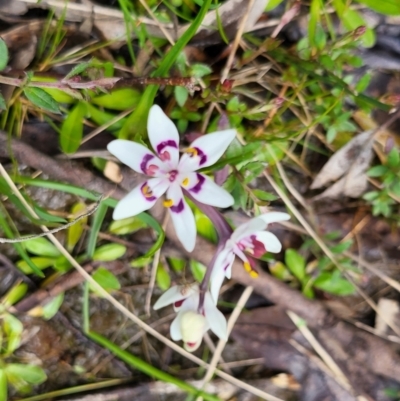 Wurmbea dioica subsp. dioica (Early Nancy) at Bywong, NSW - 19 Sep 2022 by Shell