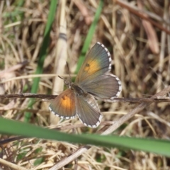 Lucia limbaria (Chequered Copper) at Tuggeranong Hill - 19 Sep 2022 by owenh