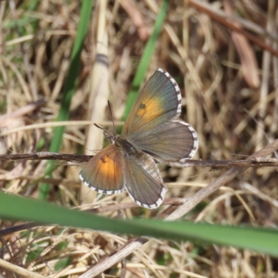 Lucia limbaria (Chequered Copper) at Tuggeranong Hill - 19 Sep 2022 by owenh