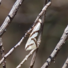 Ocystola paulinella (A Concealer Moth) at Tuggeranong Hill - 19 Sep 2022 by owenh