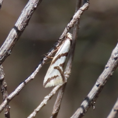 Ocystola paulinella (A Concealer Moth) at Tuggeranong Hill - 19 Sep 2022 by owenh
