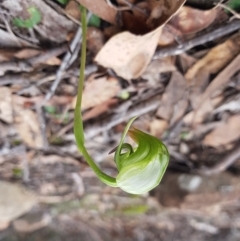 Pterostylis nutans (Nodding Greenhood) at Ridgeway, TAS - 4 Sep 2022 by Detritivore