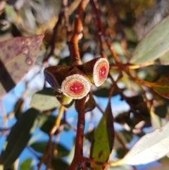 Unidentified Gum Tree (TBC) at suppressed - 3 Sep 2022 by Detritivore