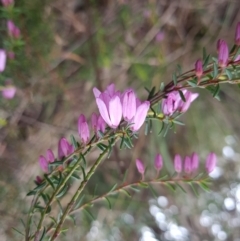 Tetratheca procumbens (Spreading Pink-Bells) at Ridgeway, TAS - 4 Sep 2022 by Detritivore