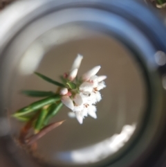 Styphelia ericoides (Pink Beard-Heath) at Ridgeway, TAS - 4 Sep 2022 by Detritivore