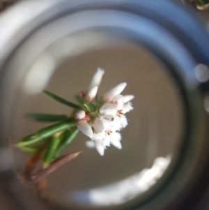 Styphelia ericoides at Ridgeway, TAS - 4 Sep 2022