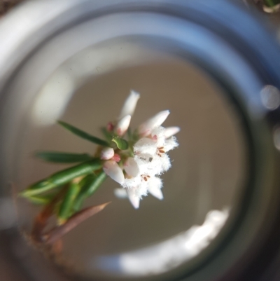 Leucopogon ericoides (Pink Beard-Heath) at Ridgeway, TAS - 4 Sep 2022 by Detritivore