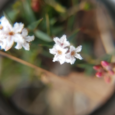 Leucopogon virgatus (Common Beard-heath) at Fern Tree, TAS - 4 Sep 2022 by Detritivore