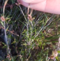 Leucopogon virgatus at Fern Tree, TAS - 4 Sep 2022