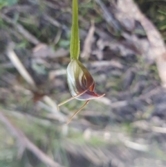 Pterostylis pedunculata (Maroonhood) at Ridgeway, TAS - 4 Sep 2022 by Detritivore