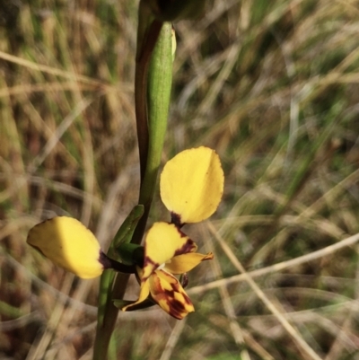 Diuris pardina (Leopard Doubletail) at Hall, ACT - 19 Sep 2022 by strigo