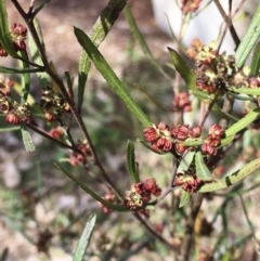 Dodonaea viscosa (Hop Bush) at Hall, ACT - 19 Sep 2022 by strigo