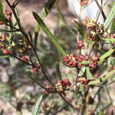 Dodonaea viscosa (Hop Bush) at Hall, ACT - 19 Sep 2022 by strigo