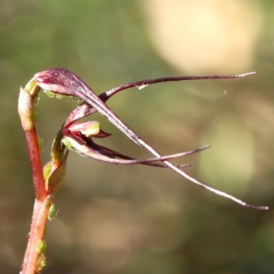 Acianthus caudatus (Mayfly Orchid) at Woodlands - 19 Sep 2022 by Snowflake